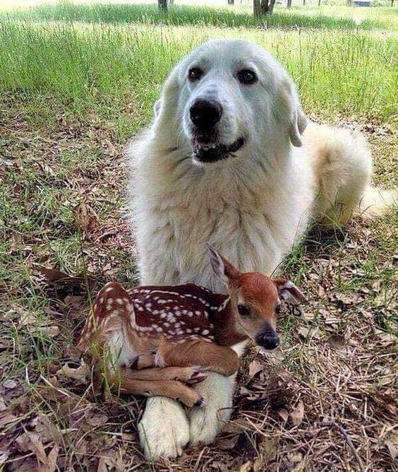 A truly special friendship😍🐶🧸🐥🦌