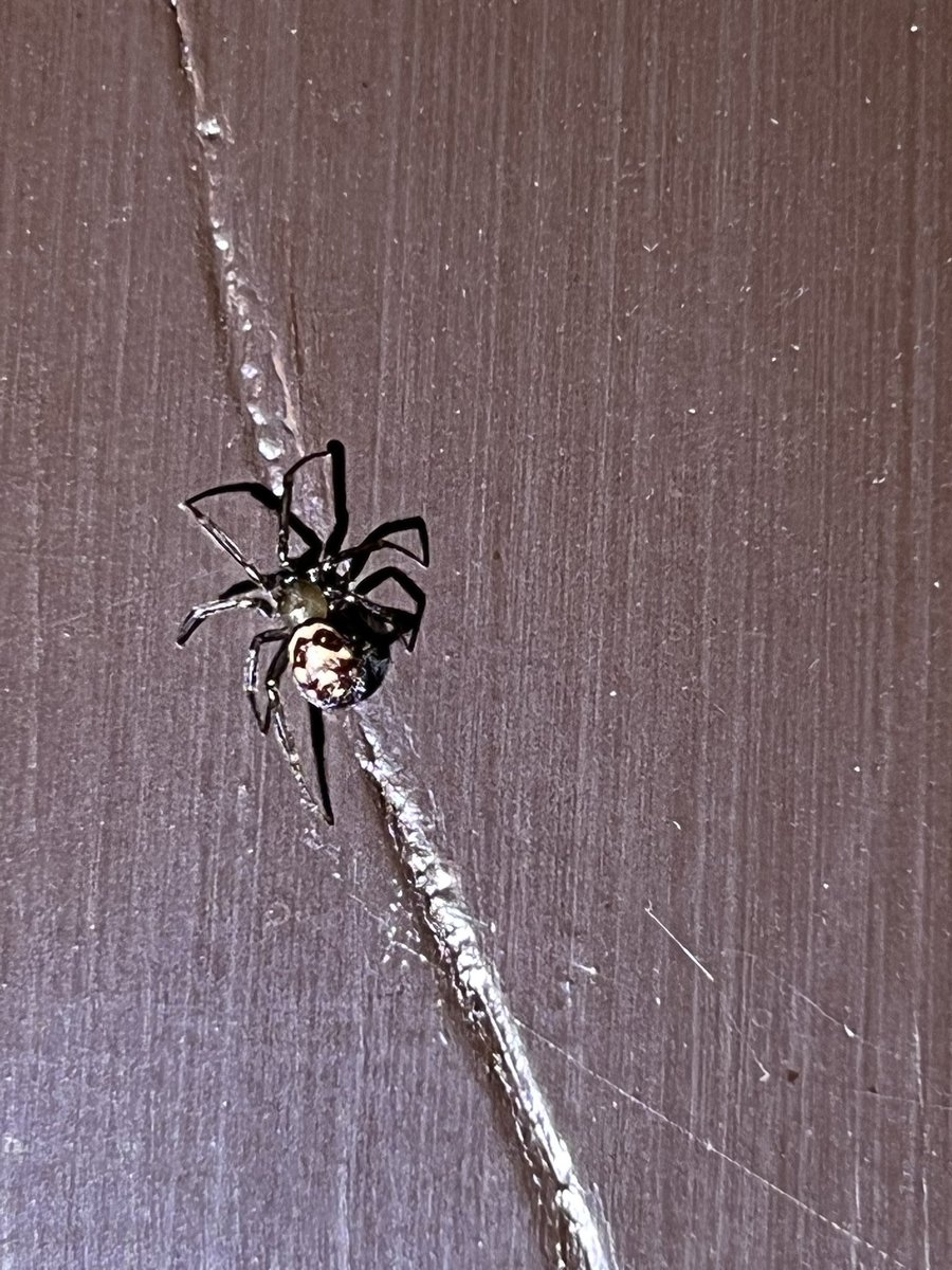 OmarSolorio's tweet photo. Aún está bebé. Ya la reubiqué, pero quiero saber si es de importancia porque seguro hay más. 😬 @Arachno_Cosas https://t.co/ho9yJsw7iM