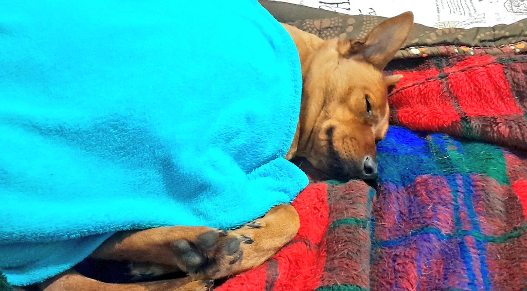 Laurika 🌻🐕🌊 tweet media