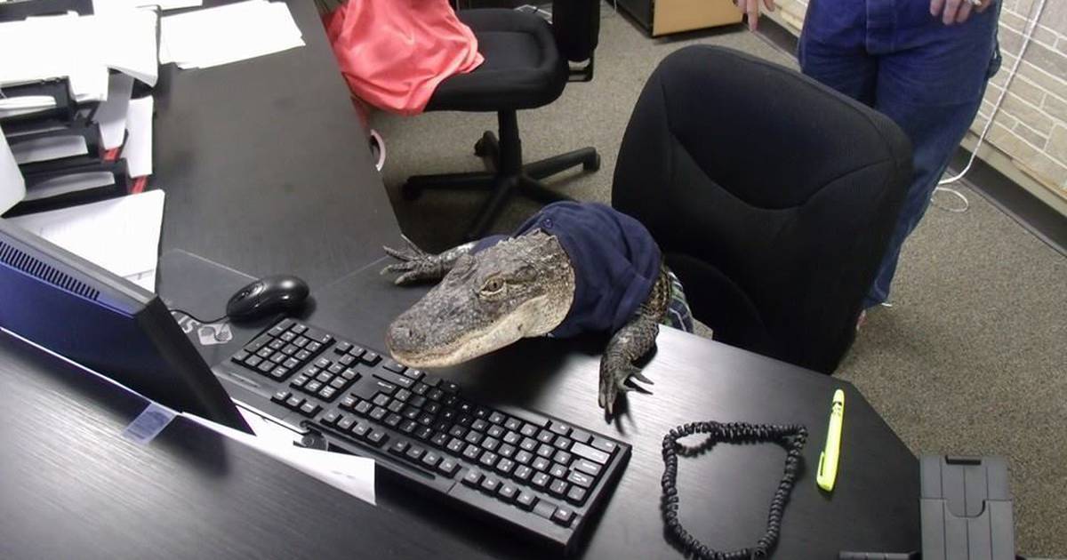 GatorsDaily's tweet photo. his ass is NOT working a 9-5 https://t.co/l2JusFnUCJ