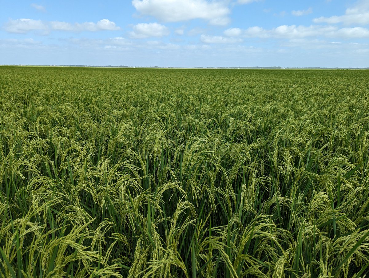 Hunting for new bacterial disease!! So far all rice fields look very clean!!