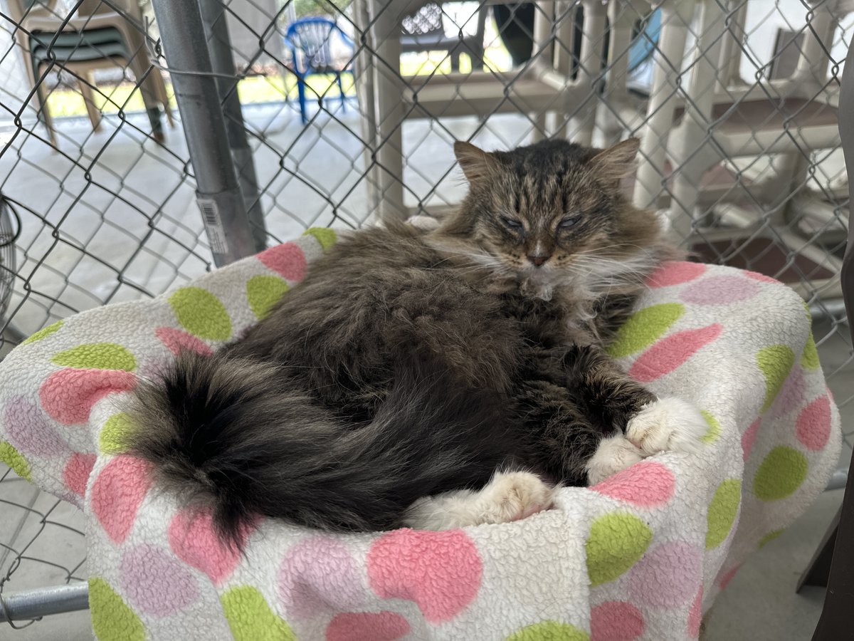 BlindCatRescue's tweet photo. Jackie asks if you can please vote for Blind Cat Rescue in the Summer Shelter Challenge! Voting is completely free &amp; you can vote daily to help the cat win the first-place prize of $5k! The prize money would help with vet visits, meds, and more!
Vote Here: https://t.co/nbKWSUPR41 https://t.co/WdW1peqVk9