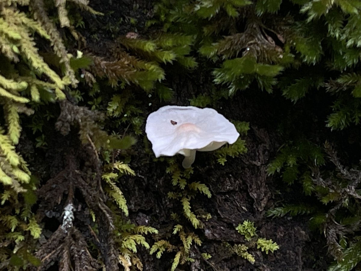 mclowder's tweet photo. @kasson_wvu Found some neat fungi this past weekend (vic. Pisgah National Forest, Collettsville). The spiders were way cooler, but these caught my attention. https://t.co/i0a9zID6R2