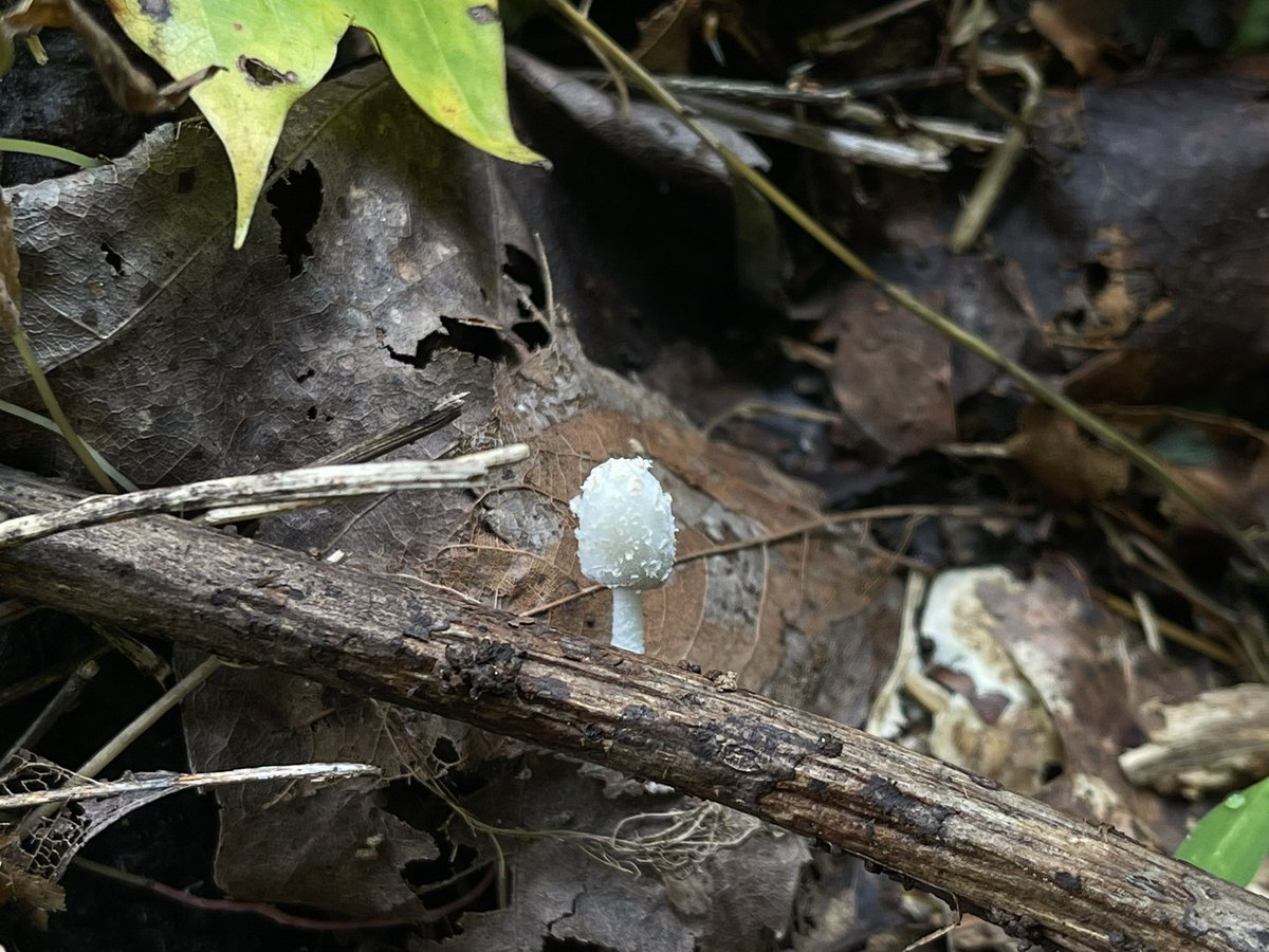 mclowder's tweet photo. @kasson_wvu Found some neat fungi this past weekend (vic. Pisgah National Forest, Collettsville). The spiders were way cooler, but these caught my attention. https://t.co/i0a9zID6R2