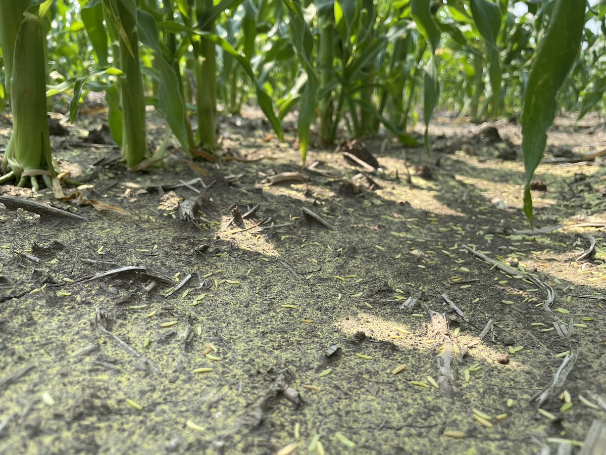 kILtedbreeder's tweet photo. Without rain to wash it away, it’s easy to see how much pollen overproduction there is in corn.  Millions of pollen grains produced per plant compared to hundreds of silks. 

The whole nursery will look like the Yellow Brick Road if we don’t get a shower soon! https://t.co/lrvrk0TRyu