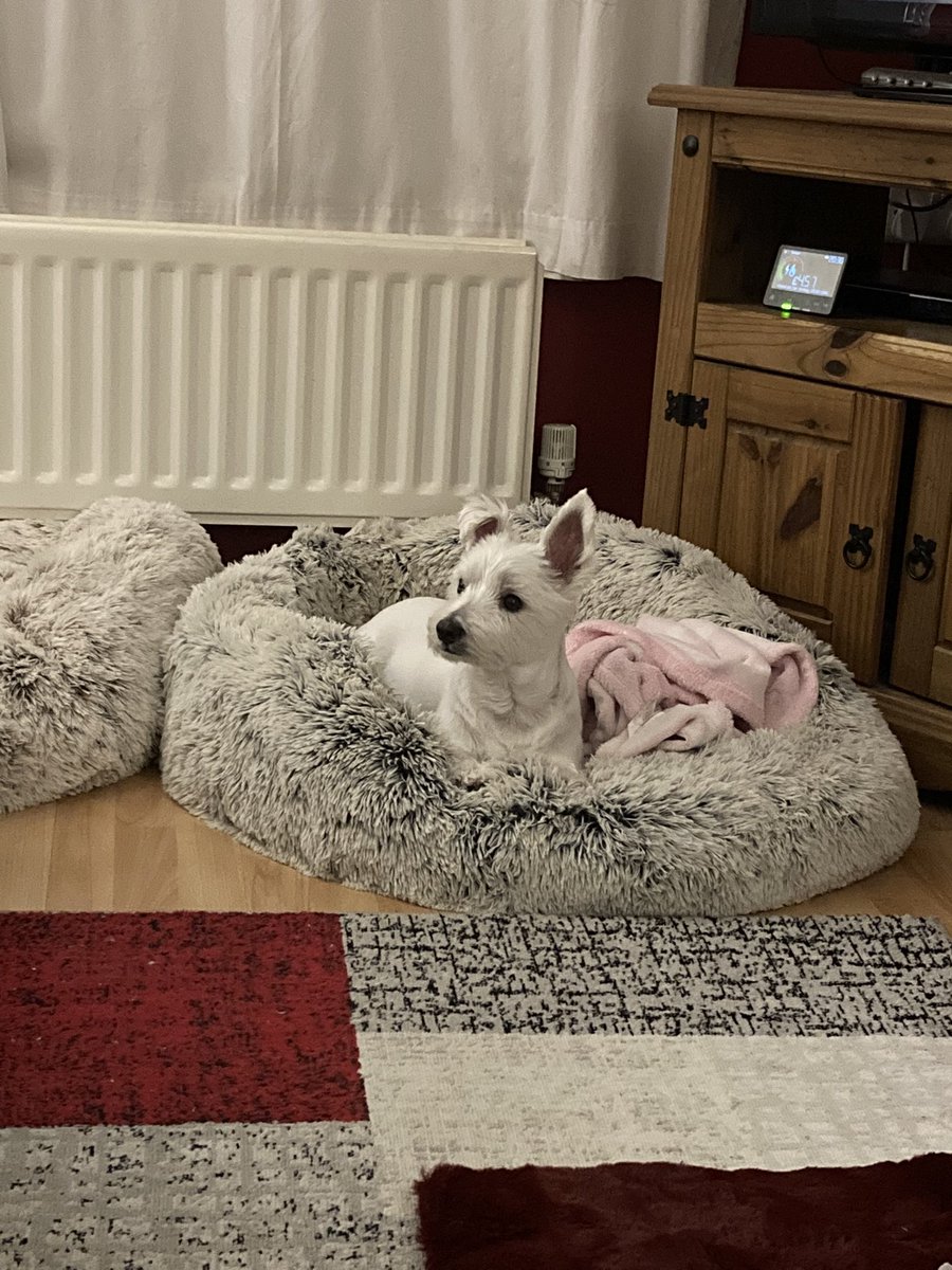 Beckyy_Thomas's tweet photo. @qvcuk @dalefranklintv Lilly &amp; Ollie love their Cozee Home Dog Beds 🐶 https://t.co/eJyHDVsaqM
