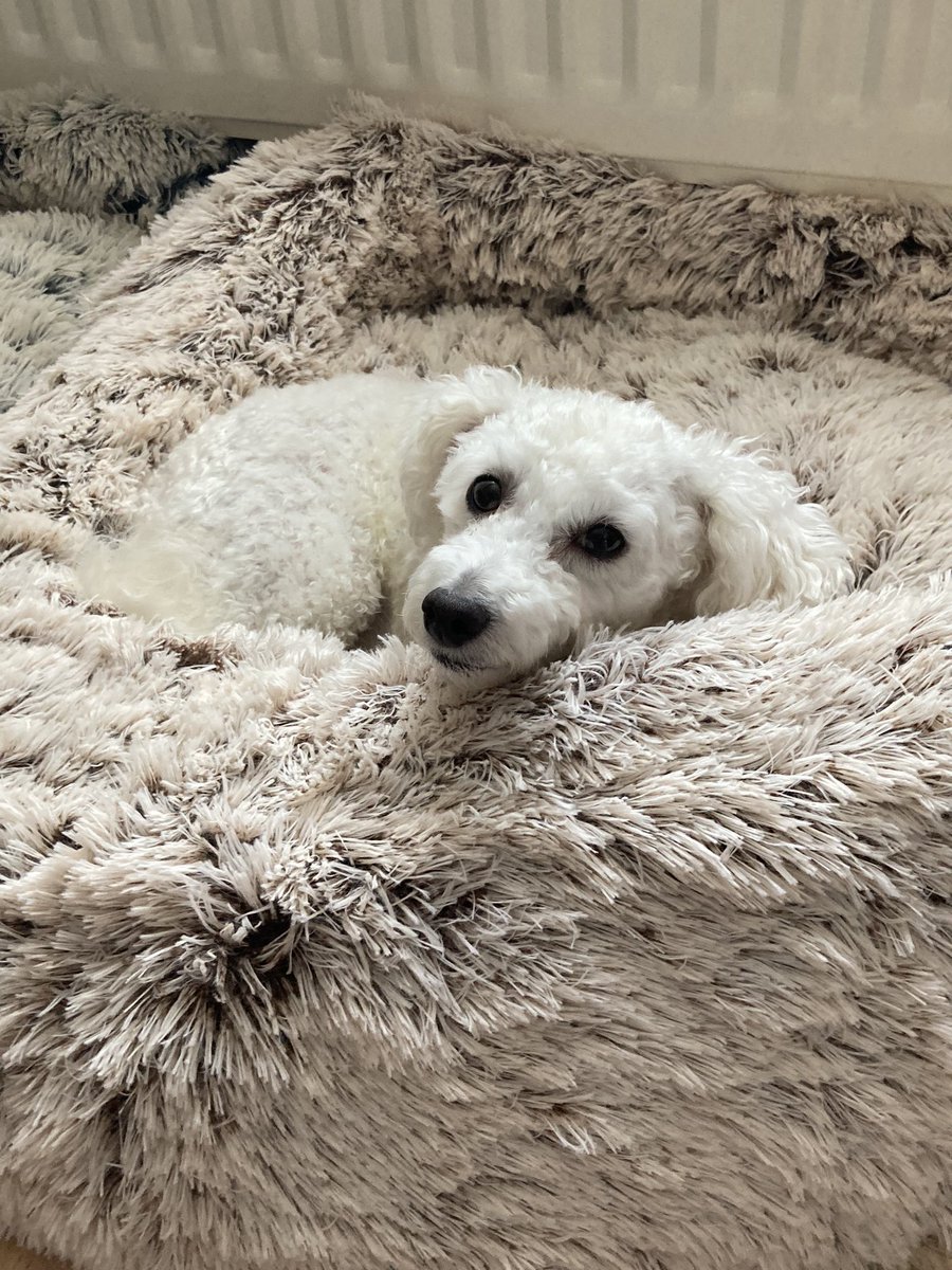 Beckyy_Thomas's tweet photo. @qvcuk @dalefranklintv Lilly &amp; Ollie love their Cozee Home Dog Beds 🐶 https://t.co/eJyHDVsaqM