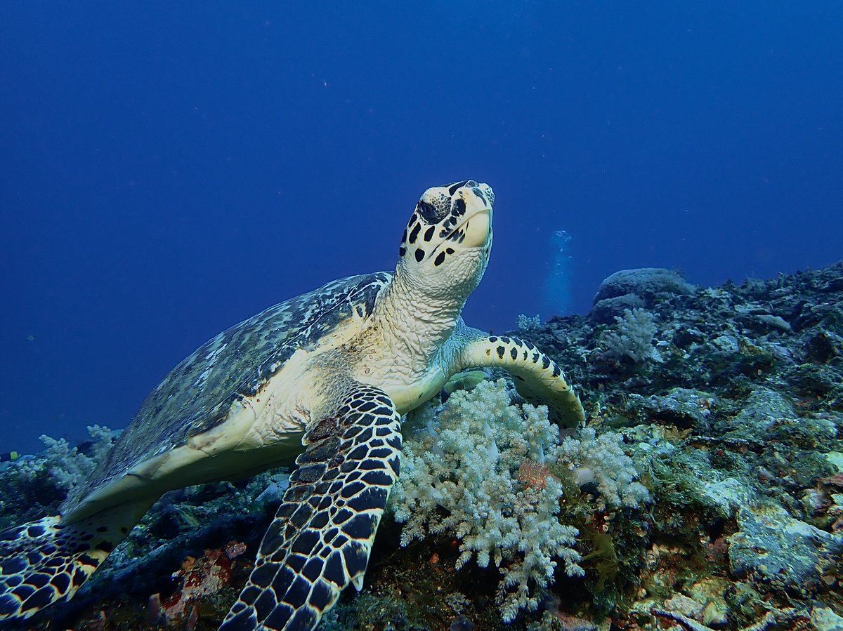 🌊💙 Proud to support #Indonesia's groundbreaking #BlueBond issuance!

By raising JPY 20.7 billion ($150 million), the bond will fuel investments in coastal protection, fisheries management, and more.

👉jointsdgfund.org/article/indone…
