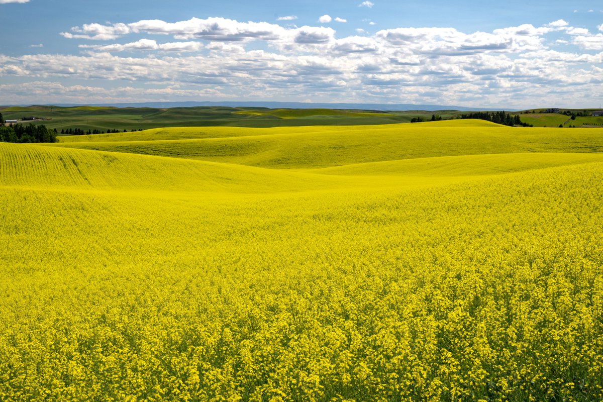 The #Canola fields of the #Palouse look wonderful this time of year! 

📸: Shelly Hanks, #WSU Photo Services.🌱#GoCougs