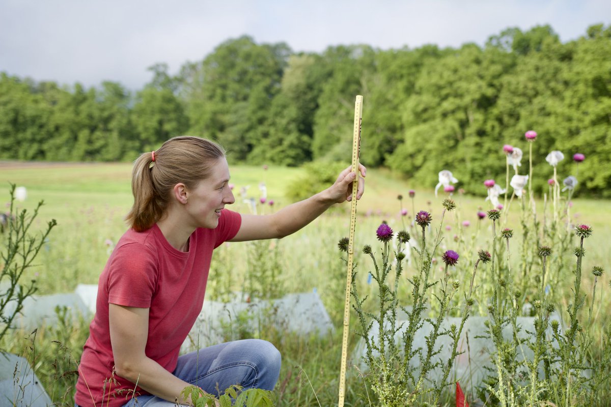 Spent this morning out in the field taking pictures of thistles with my lab mate Emma!