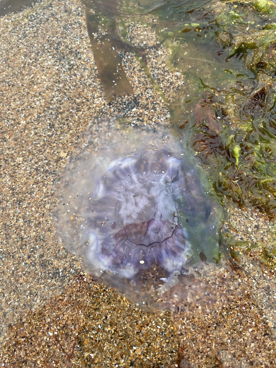 Rockpoolschool1's tweet photo. Soooo many Moon Jellyfish on the strandline at Tynemouth tonight!! Watch those tootsies 💜
#jellyfish #moonjelly #cnidaria #tynemouth #tynemouthlongsands #strandline https://t.co/jdgk7UwUjb