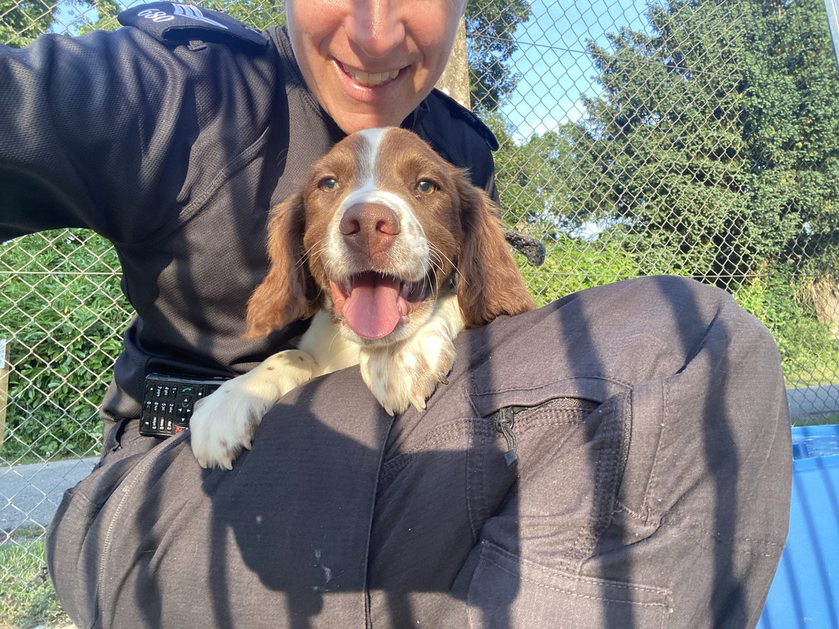 We had a great day training today and then mum got to play with the puppies…. New recruits to be. I was too tired but maybe next time. Me and my mum have the best job ever!! 🐶🐾🐶🐾 #puppies #dogs #policedog #police #hampshirepolice #thamesvalleypolice