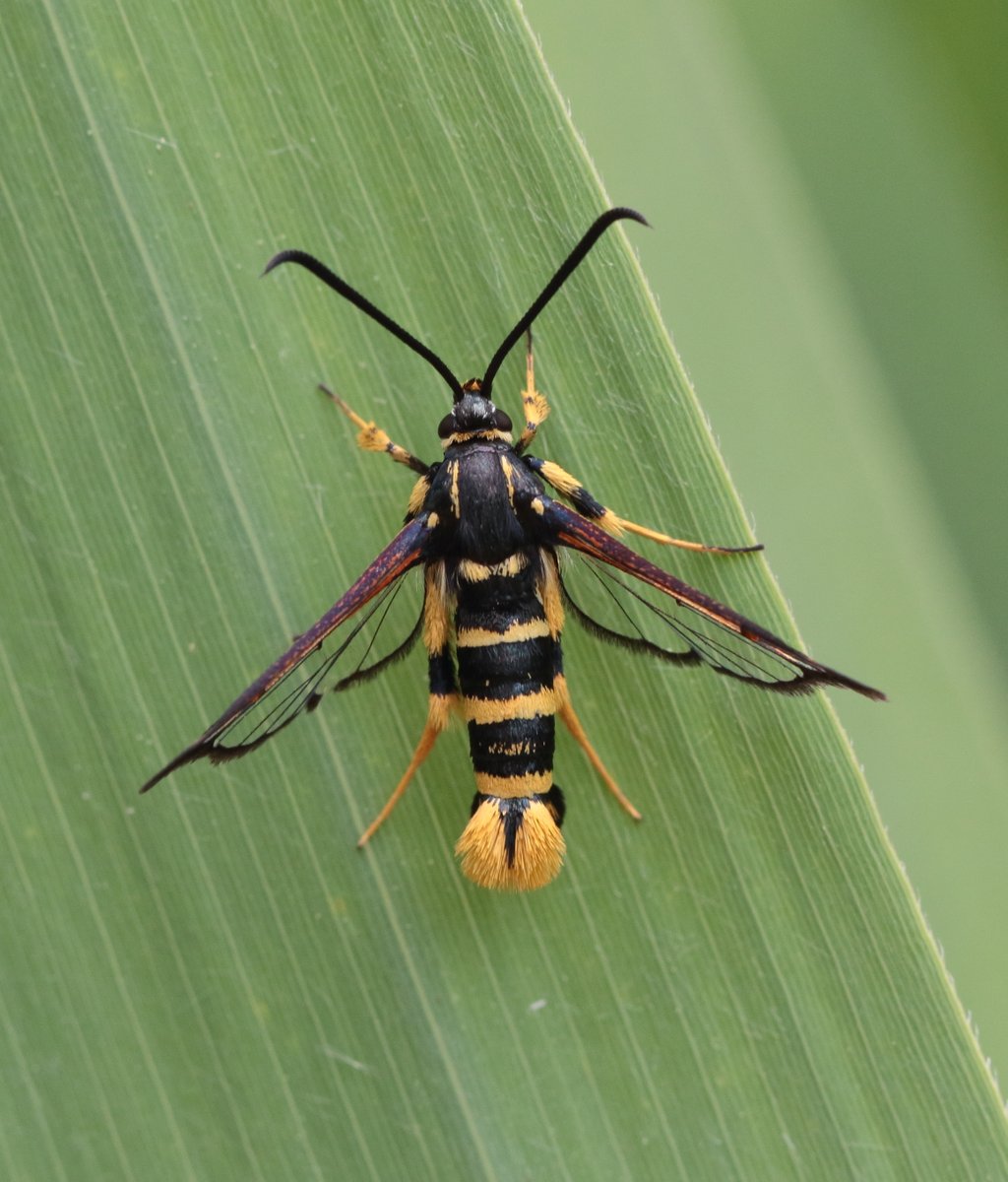 What a little beauty- a Yellow-legged Clearwing moth found sunning itself whilst cutting back trackside vegetation at Holkham- always nice to see surprises when least expected ! @NorfolkNats @norfolkmoths