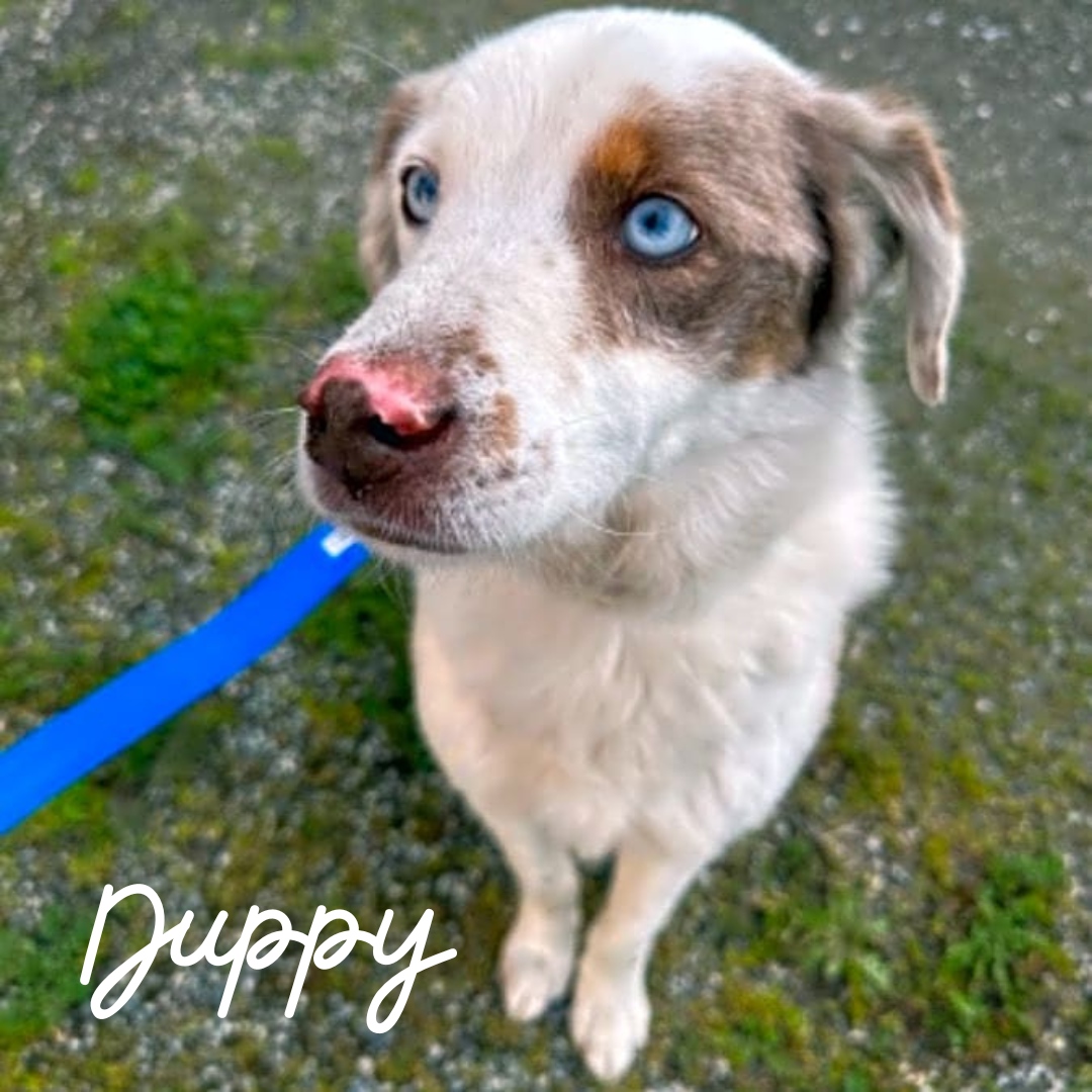 Meet Duppy, a sweet pup in need of a helping paw! 🙏

Click the link below to support Duppy's campaign today! ❤️

l8r.it/b9Qc

#Waggle #Waggleforpets #Rescuepet #Pet #Rescue #Lovepets #Helppetsinneed #Helppets #Savepetslives #Pethealth #Petwellness #Petcrowdfunding