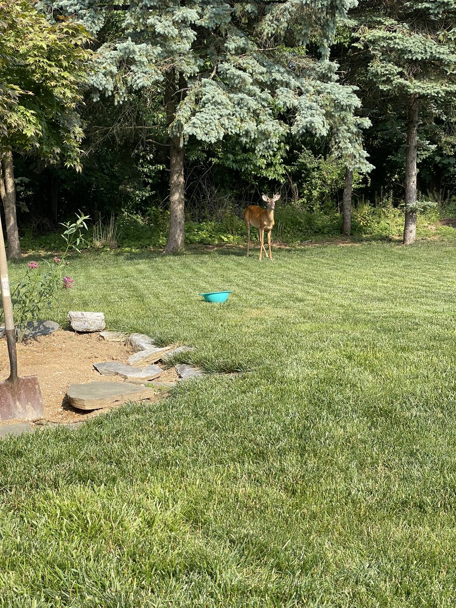 UlyssesSect82's tweet image. We feed them. We think of it as paying our rent for the land