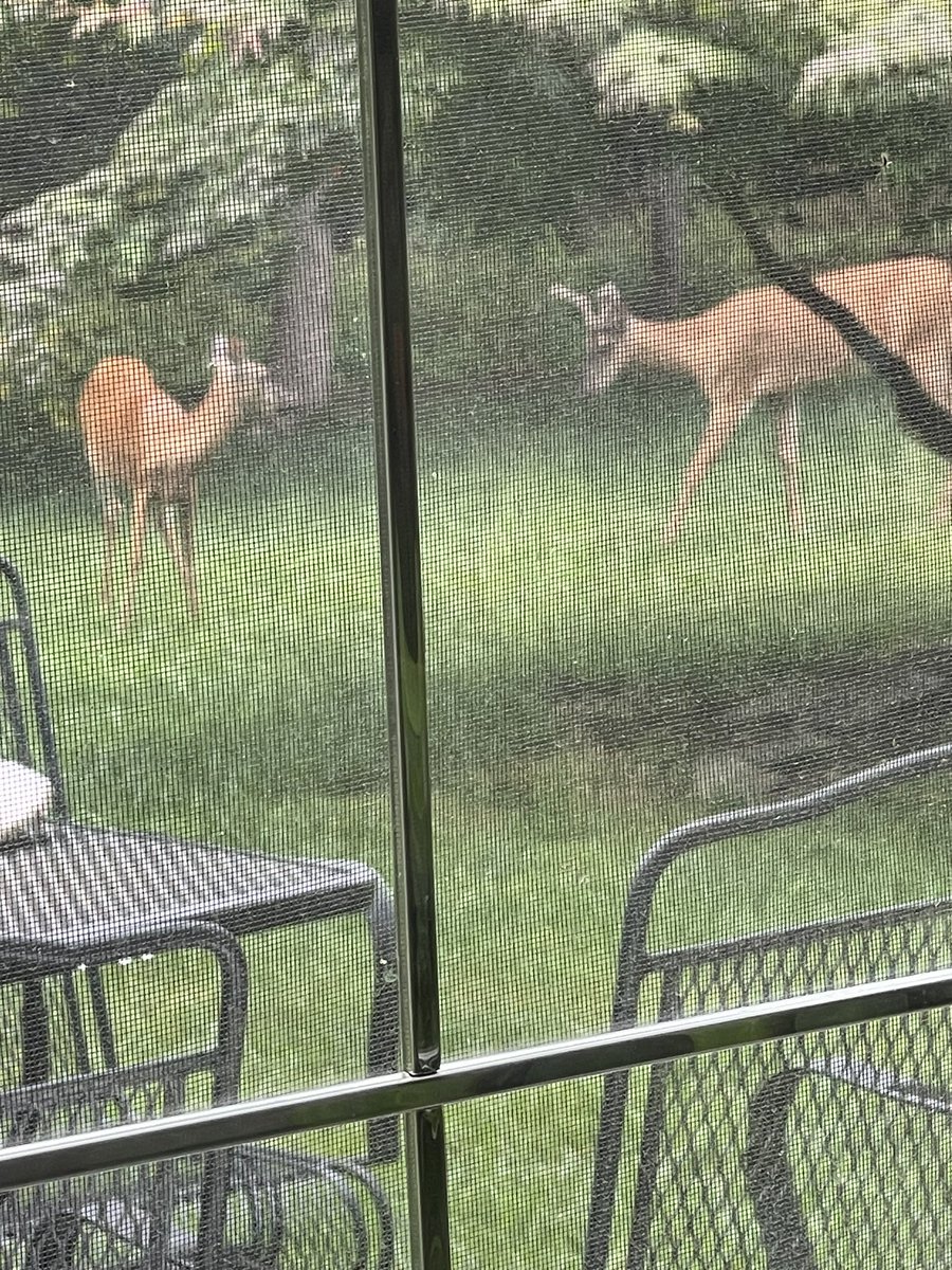 UlyssesSect82's tweet image. We feed them. We think of it as paying our rent for the land