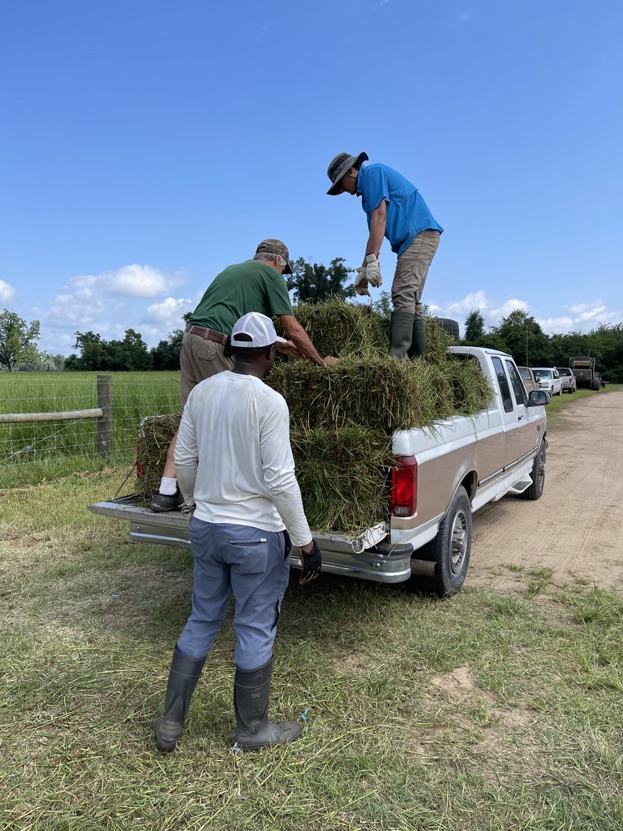 dubeux's tweet photo. Big thanks to all the farm crew, students, staff, and everyone who helped our limpograss planting material distribution day. All went smoothly and about 30 new producers are establishing and start managing limpograss in their operations. ⁦@UF_IFAS⁩ ⁦@saqibiam⁩ https://t.co/jHPWa53xtN