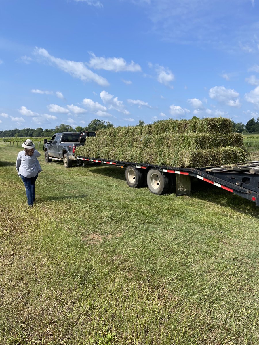 dubeux's tweet photo. Big thanks to all the farm crew, students, staff, and everyone who helped our limpograss planting material distribution day. All went smoothly and about 30 new producers are establishing and start managing limpograss in their operations. ⁦@UF_IFAS⁩ ⁦@saqibiam⁩ https://t.co/jHPWa53xtN