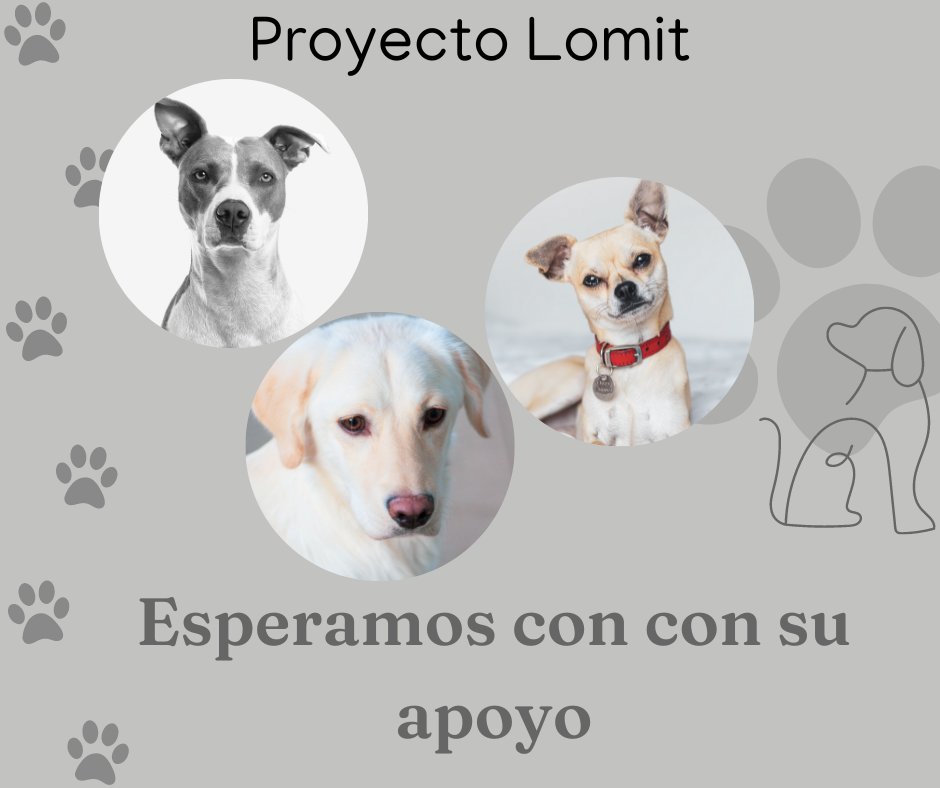 lomit_cdmx's tweet photo. Los invitamos formar parte del Proyecto Lomit el cual busca crear y adaptar refugios para mejorar la vida de los animales que se encuentran en ellos. ❤️
#Lomit
@FundacionToby @perritos_qctd @lomitosmx https://t.co/33z1B0JWke