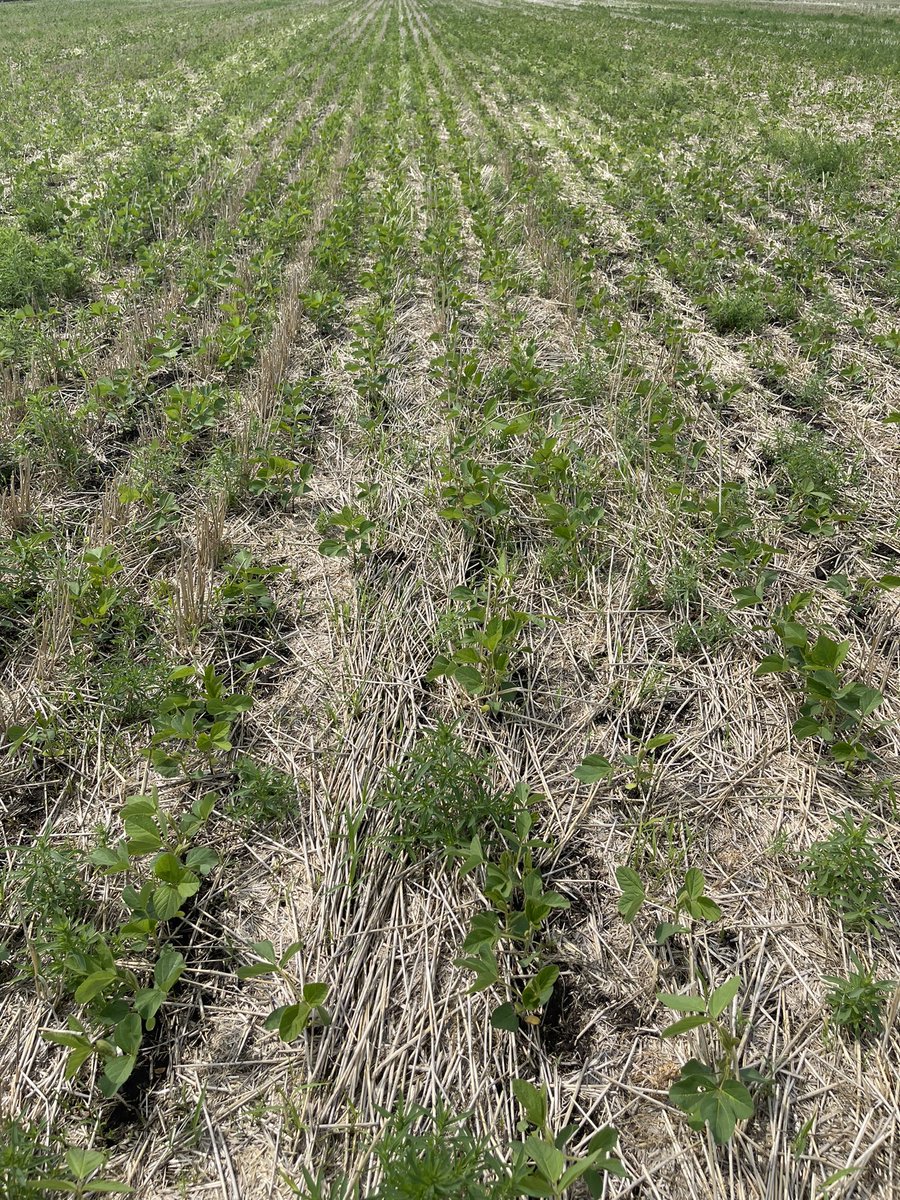 Kate Landeis tweet media