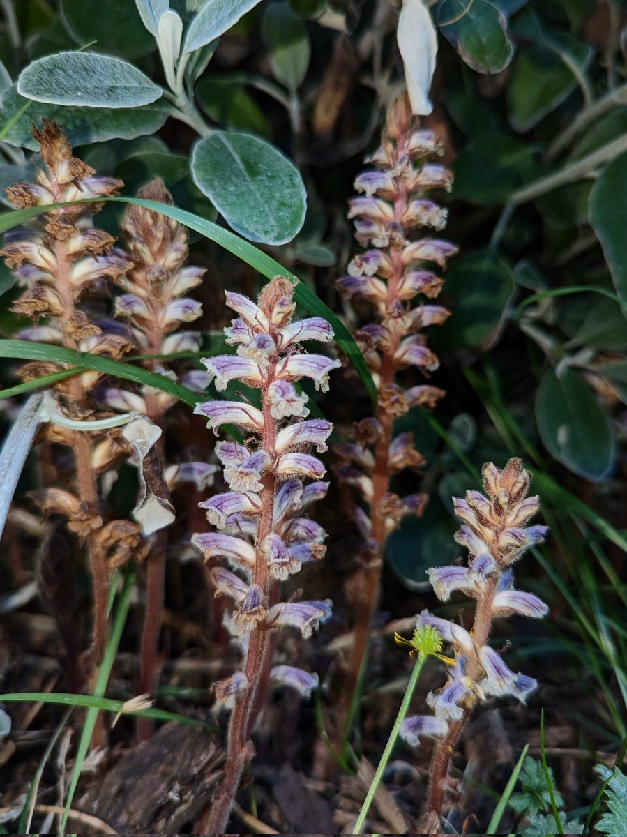 Chris Thorogood tweet media