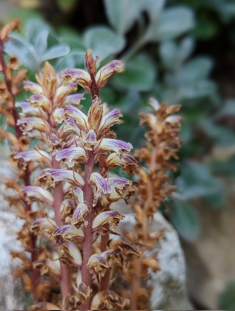 Chris Thorogood tweet media