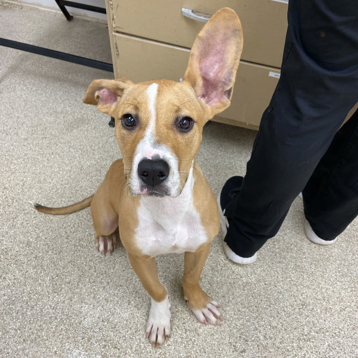 Lollipop heard a rumor that Aggieland Humane is having a $10 adoption special this Friday and Saturday. 👂 

The rumors are true! Come see us this weekend and get a new pet for just $10! 

Peruse the pets: buff.ly/3Pzqp8i