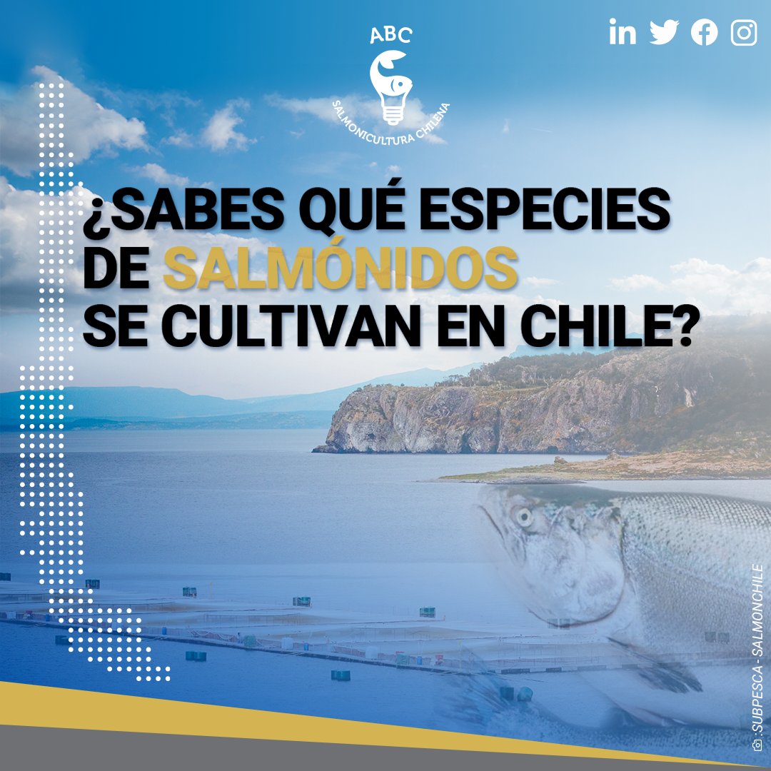🐠En Chile se cultivan tres principales especies de salmónidos: el salmón Atlántico (Salmo salar), el  salmón coho (Oncorhynchus kisutch) y la trucha arcoíris (Oncorhynchus mykiss). Conoce más sobre estas especies aquí: acortar.link/sQVqXh