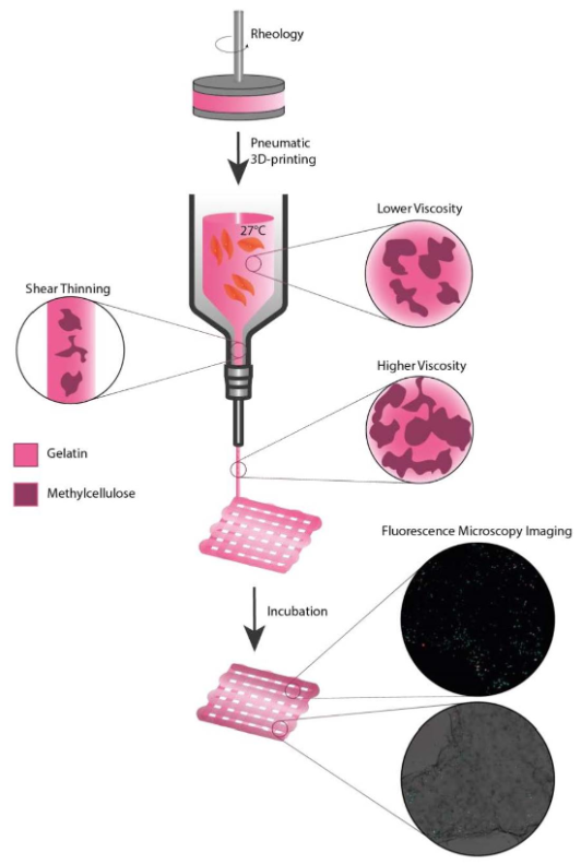 Biomim_MDPI's tweet photo. #RecommendedPaper
Towards a Novel Cost-Effective and Versatile Bioink for 3D-Bioprinting in Tissue Engineering by Fabian Züger, et. al. @Institut_Kunst
➡️Read the full paper here: https://t.co/2gKC61COvI
✔️#bioink; #3Dbioprinting; #VariableStiffness; #TissueEngineering https://t.co/GfO61M1lh9