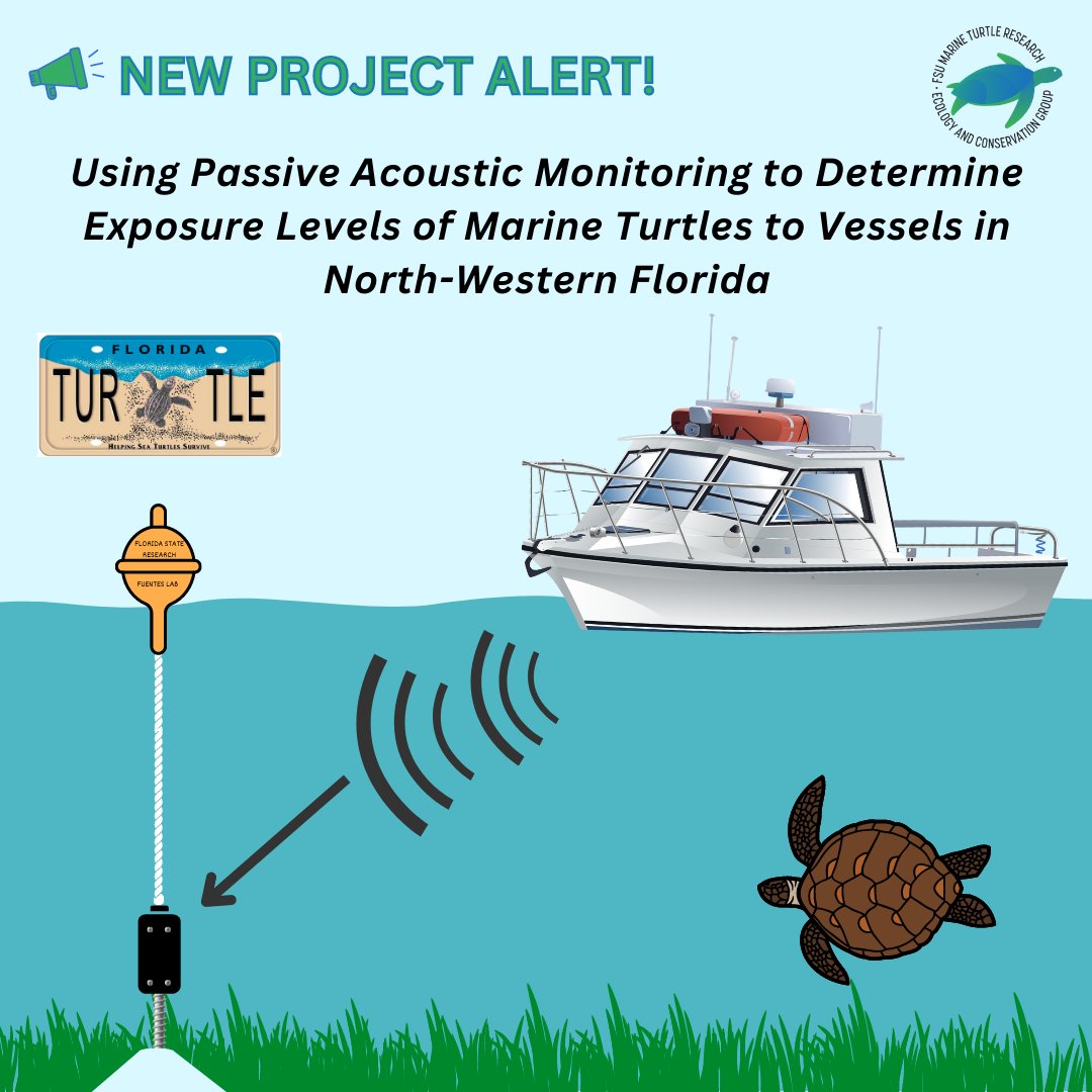 🧵New Project Alert! @Fuentes_MMPB and I are very excited to announce a new project funded by the Sea Turtle Grants Program “Using Passive Acoustic Monitoring to Determine Exposure Levels of Marine Turtles to Vessels in North-Western Florida”! (1/6)