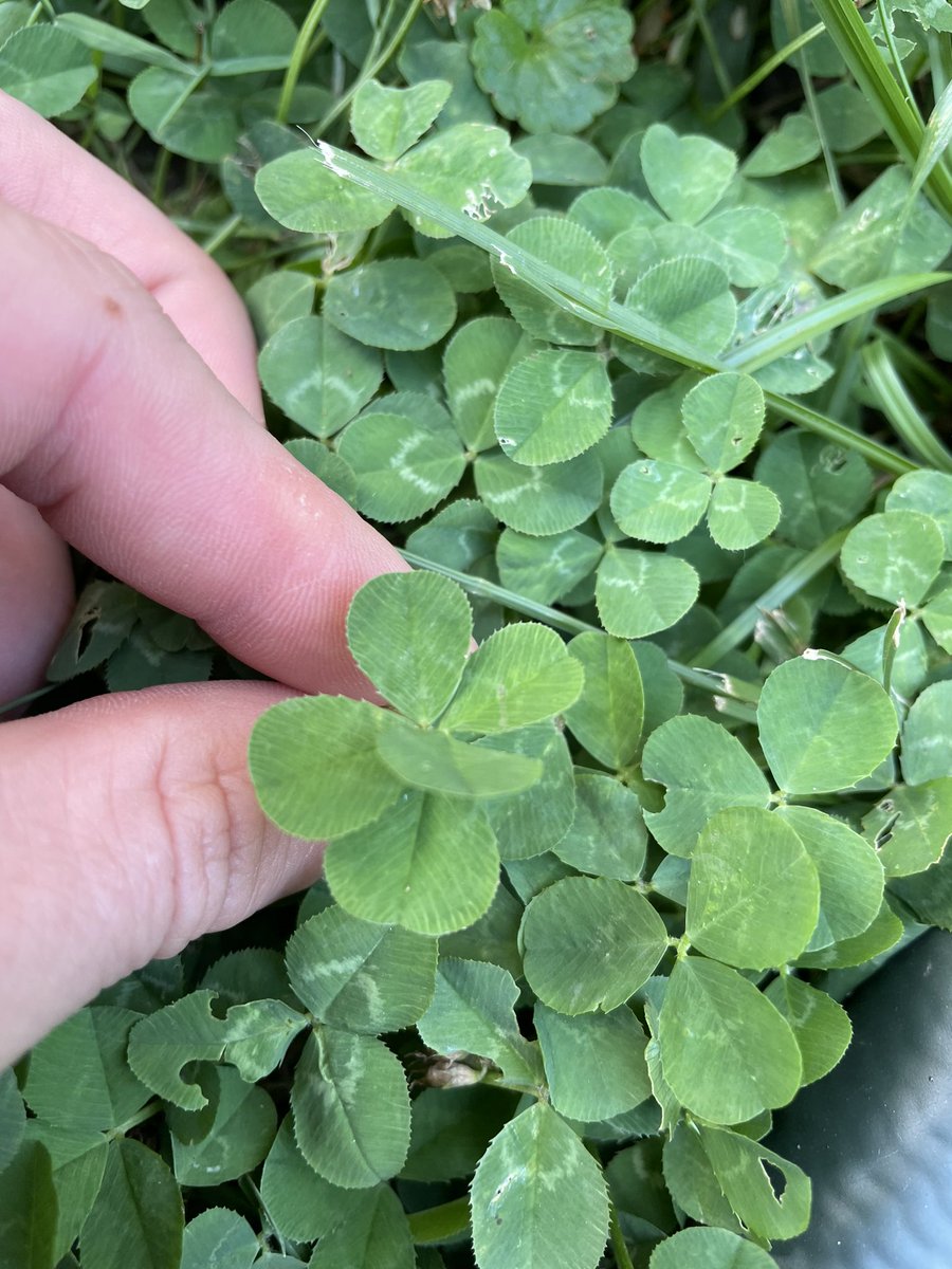 Sometimes you can get lucky by just looking around!! Found three four leaf clovers and a five leaf clover over the weekend.