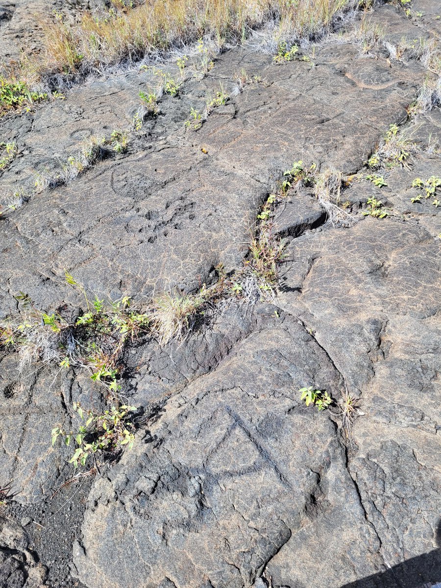 Petroglyphs, ancient lava flows, and Ōhi'a trees, not a bad second day in @hawaiivolcNP @dacia92 #STEAMinthePARK