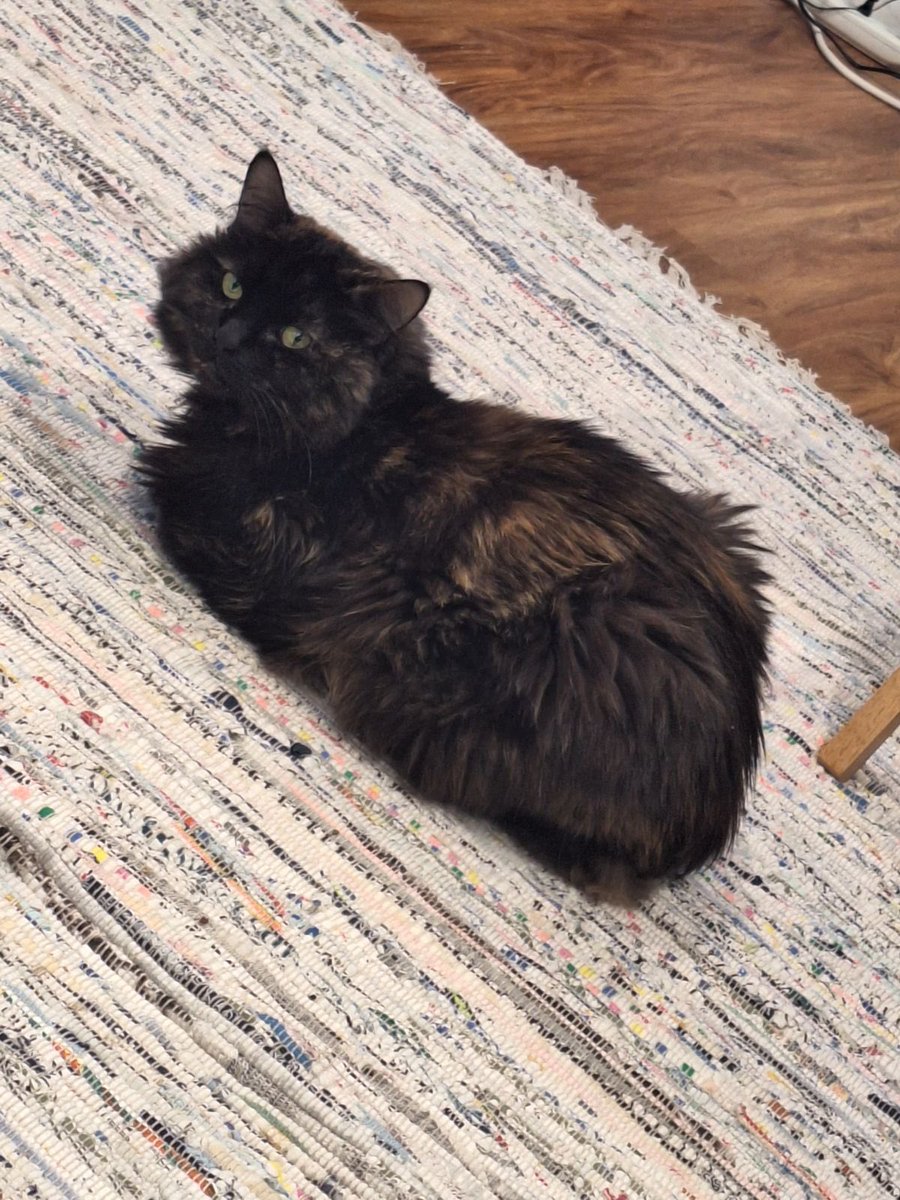 marks_mo's tweet photo. My Jean merch does not seem to like the @JortsTheCat merch I bought her. https://t.co/A5B5TXnoh8