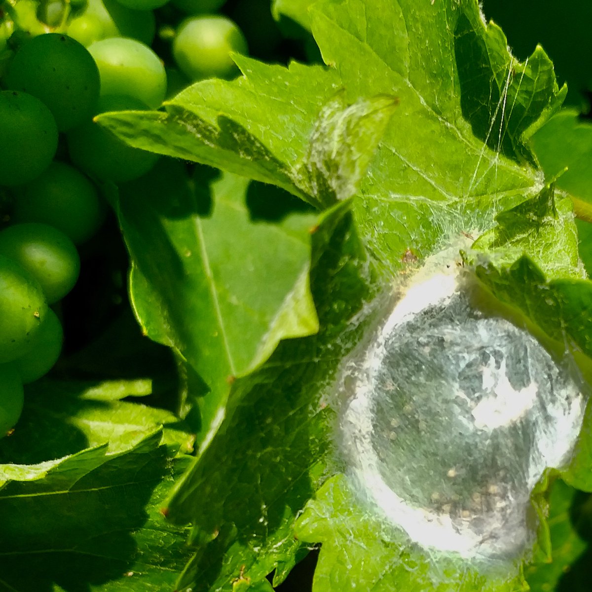 FILOXERA en una cepa de garnacha con patron americano. Se trata de la fase gallicola, llamativa pero practicamente inofensiva.
Nido de pajaros y guarderia de arañas hecha con sus sedas, dentro habia muchas arañas pequeñas.
Me encanta encontrar tanta vida en las viñas 😍