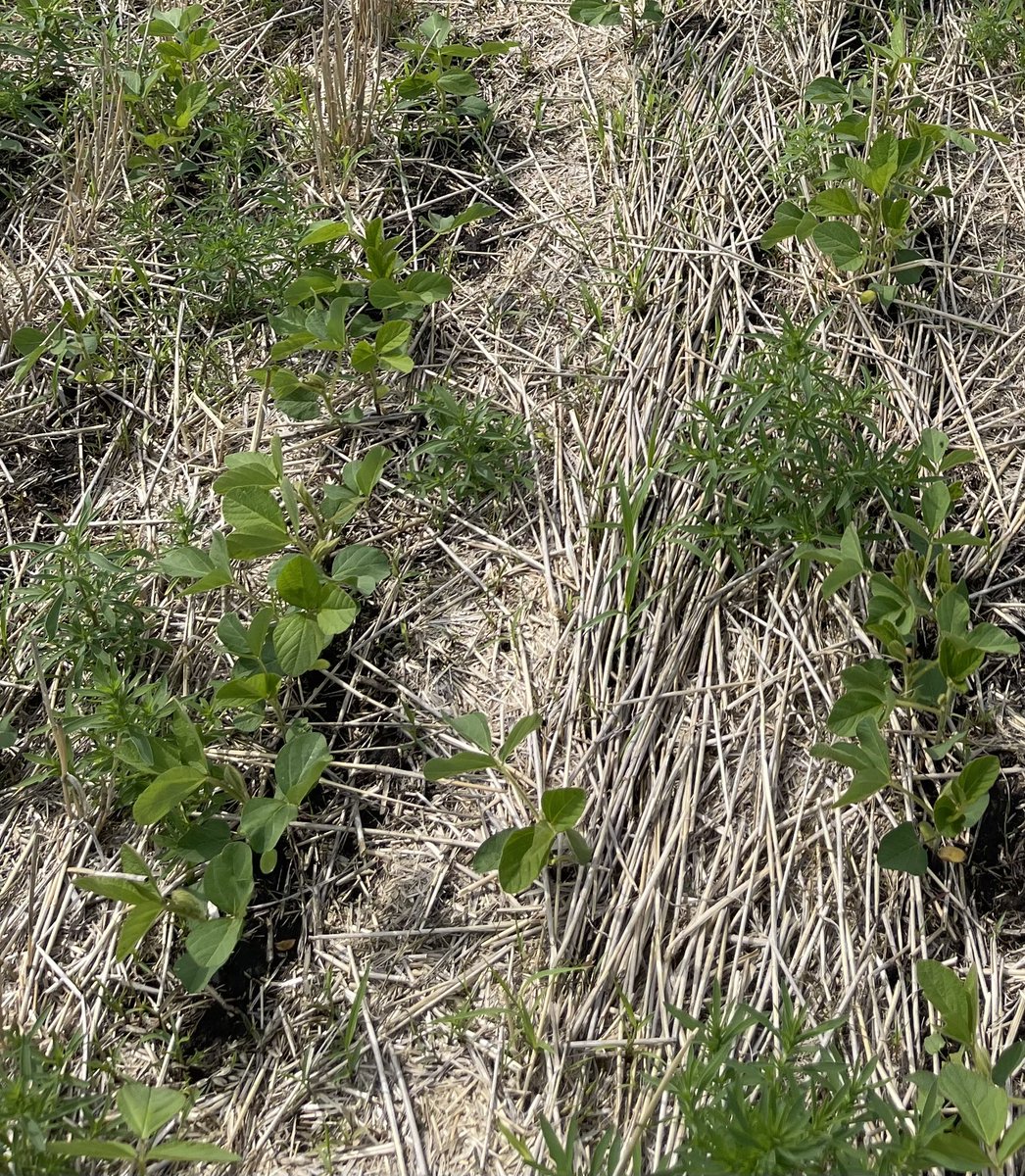 Kate Landeis tweet media