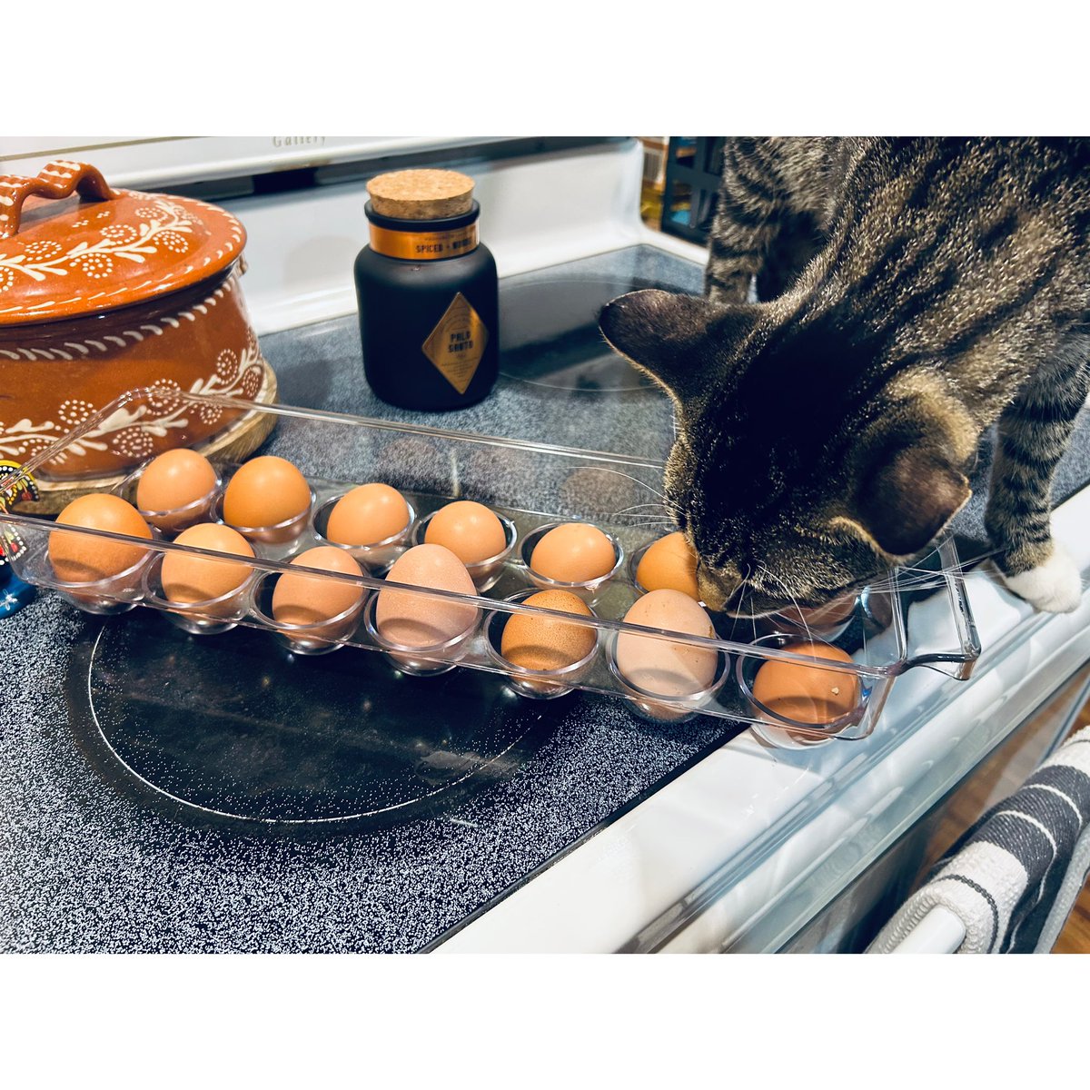 kdasilva_BASD's tweet image. It’s the simple things in life! 🥚🐓 Winston agrees 🐈‍⬛♥️#FazendaDaKrystal 👩🏻‍🌾
