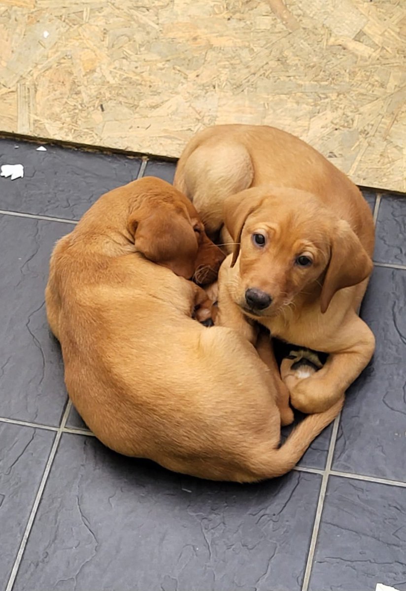 And then there were two...
These gorgeous girls are looking for their own forever 👨‍👩‍👧‍👦🏡
#foxredlabrador #LabradorRetriever #Northwales