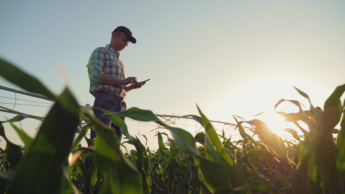 Is it knee-high by July? Share a pic of your #corn progress 🌽. #CdnAg