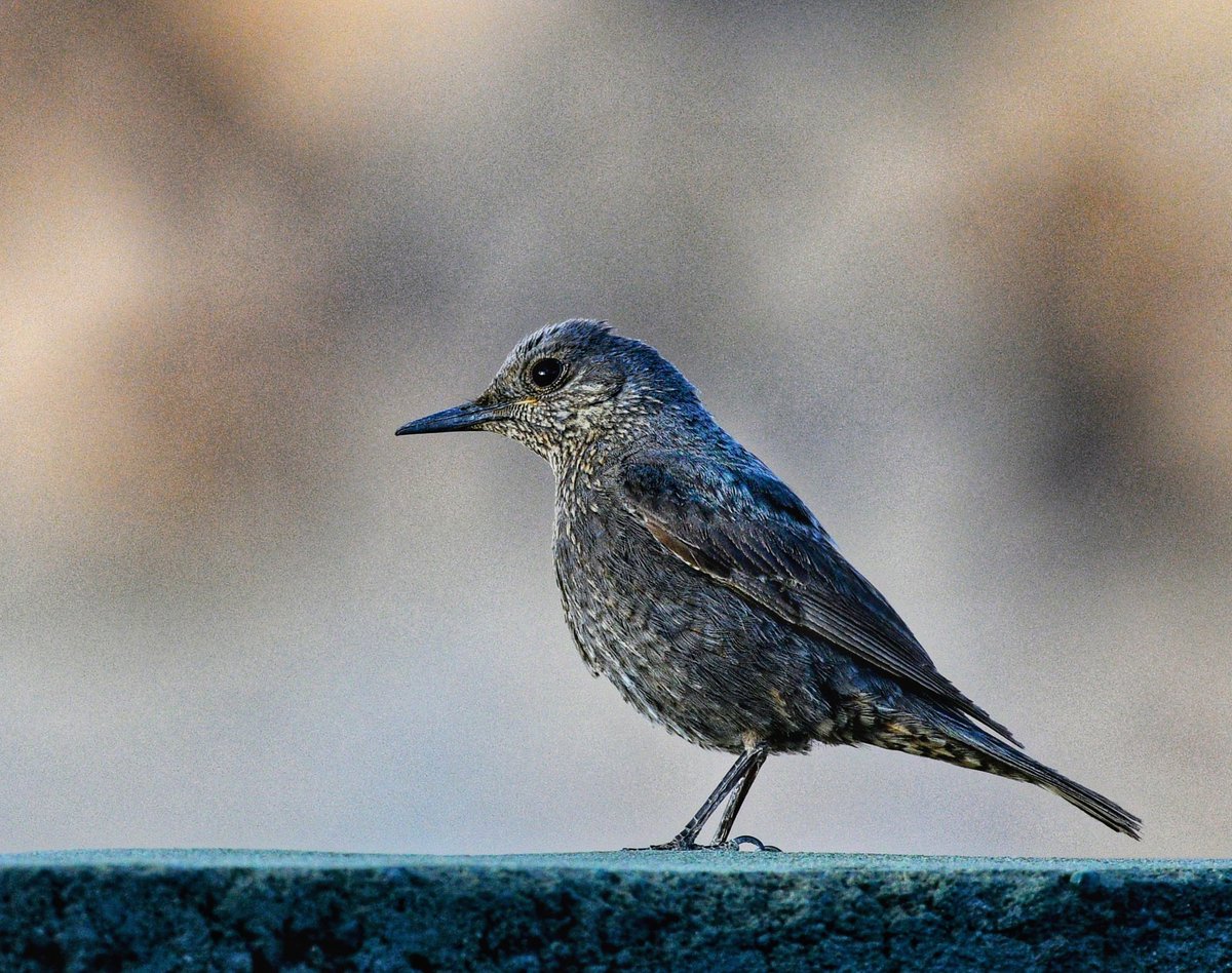 Blue-Rock Thrush
#birds
#birding
#birdwatching 
#birdphotography
#BirdsSeenIn2023 
#IndiAves
#lifer
#NH