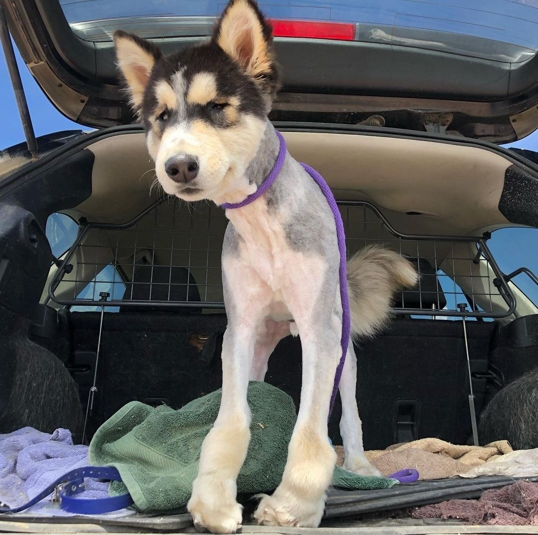 Köpek tıraş ederken, iki kez düşünün!

- "Yaz geldi, köpeğim serinlesin" düşüncesi doğru değildir. Köpeklerin tüyleri, onları sıcaktan da korur. (Binalardaki mantolama gibi düşünün)

- Sıcaklayan dostunuza, bir gölge sağlamanız ve yeterince suya erişmesi, onun için yeterli