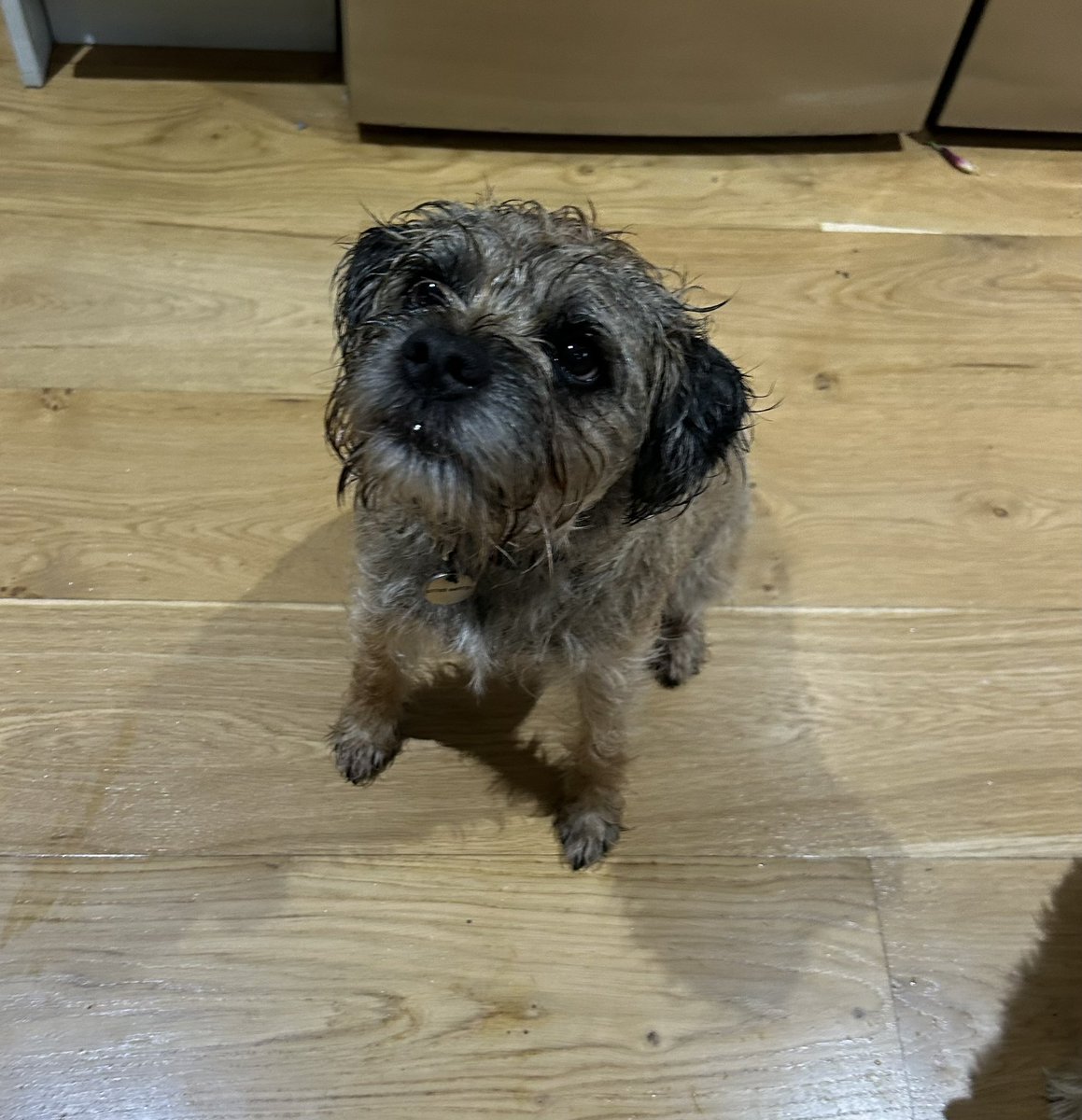 No, it’s not raining but Dad has had  the sprinklers on for it bit #dampdog #daftdog