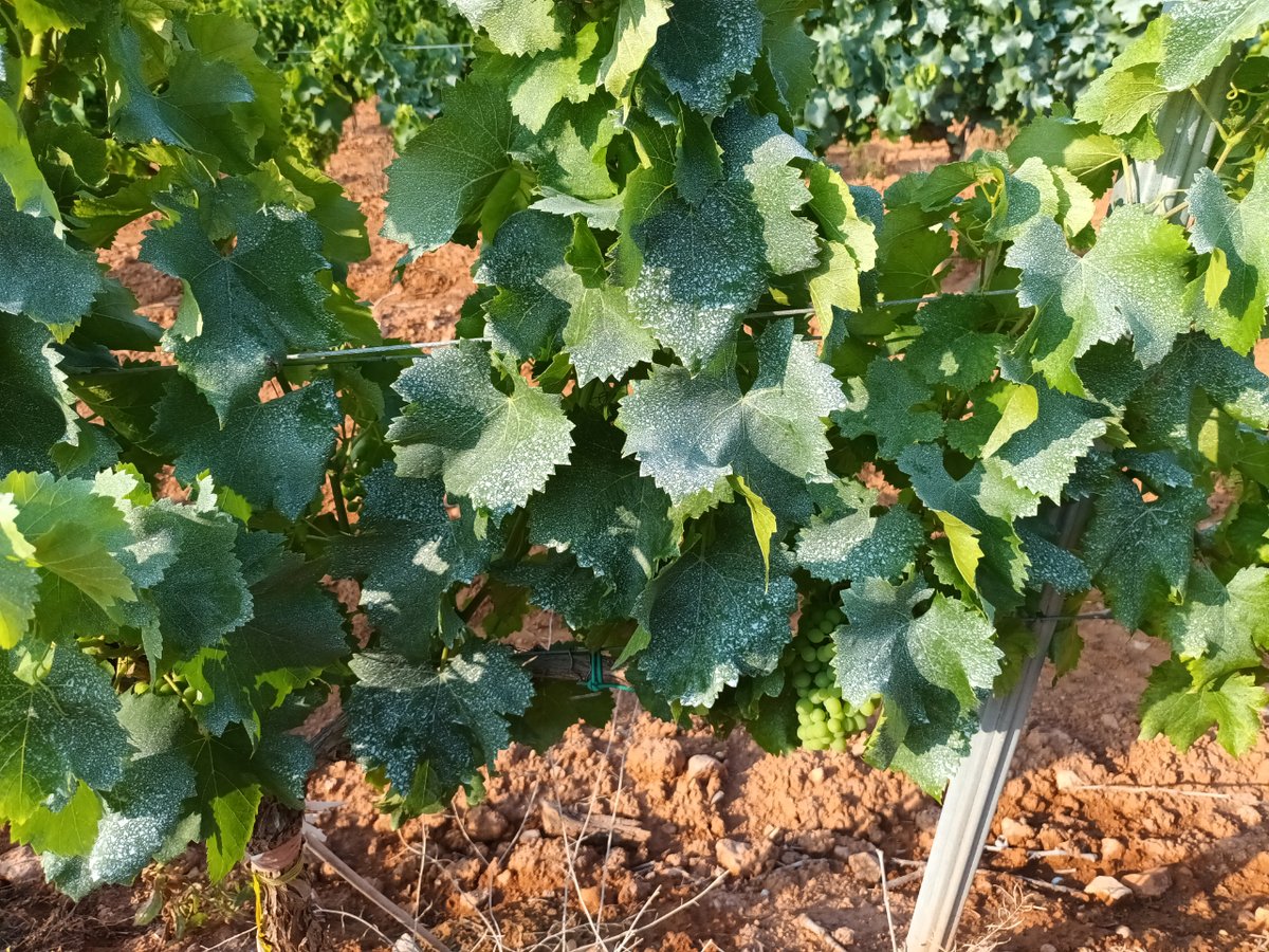 En Baronía de Turís trabajamos para mejorar los efectos medio ambientales:
Aplicación de caolín a nuestros viñedos dentro del proyecto de cooperación “ESTRATEGIAS AGROECOLÓGICAS PARA OPTIMIZAR LOS SERVICIOS ECOSISTÉMICOS DEL VIÑEDO ECOLÓGICO”. AGCOOP_A/2022/023 ECOVID”