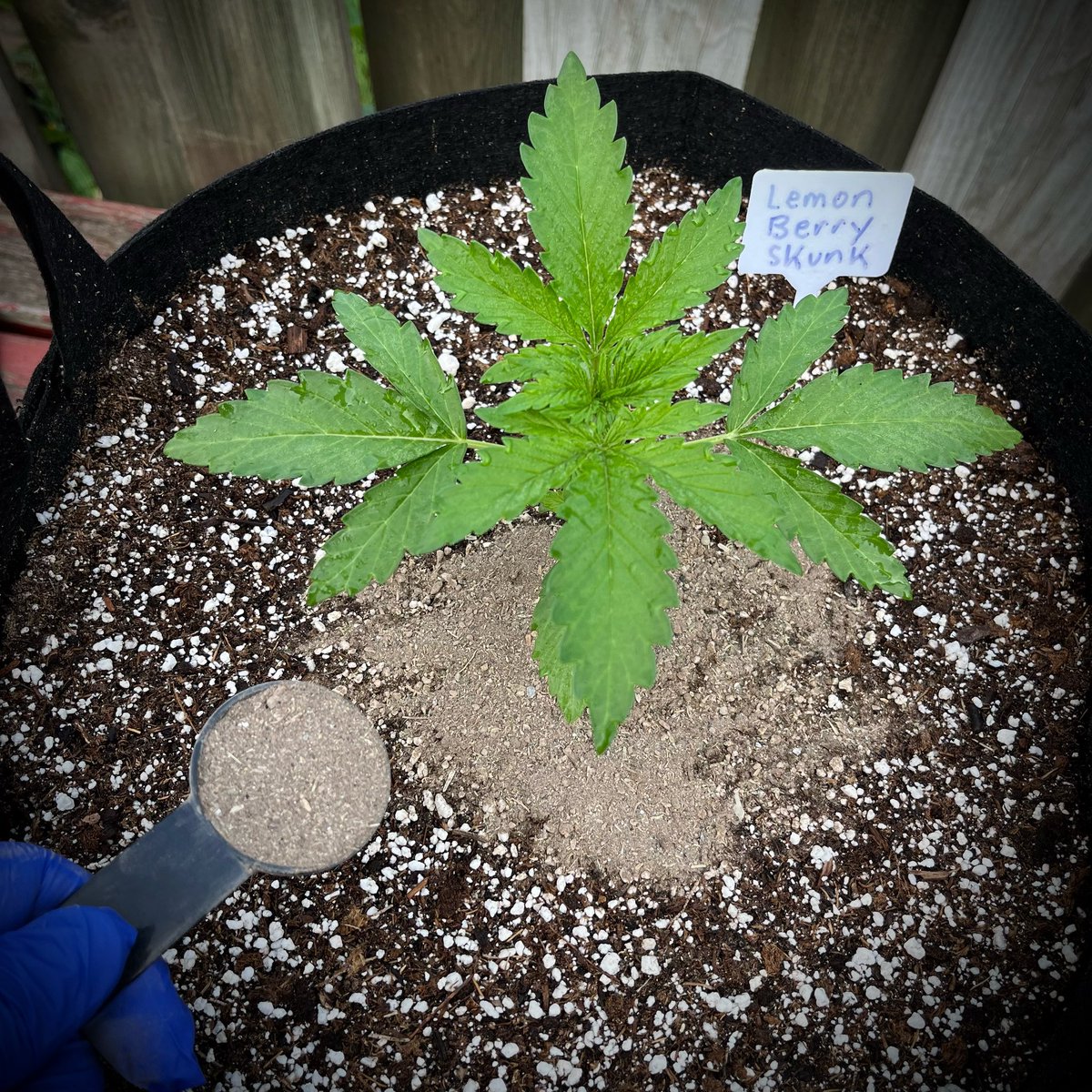 MyrceneDream's tweet photo. Top dressed my outdoor plants with some Gaia Green all purpose. 1 tbsp per gallon, so added 7 and worked it in.

#growingcannabis #growers #cannabiscommunity https://t.co/AaXqw64U3T