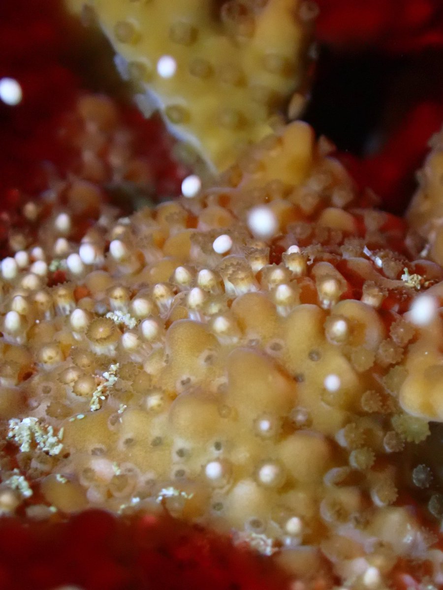 CoralResilience's tweet photo. The first big Montipora capitata (Rice Coral) spawn of 2023 has been a success! The last few days have been spent watching these larvae grow and preparing them for settlement. Happy #spawnathon everyone!

PC: Mariana Rocha de Souza, Teagan Roome https://t.co/xZMykYzTPk