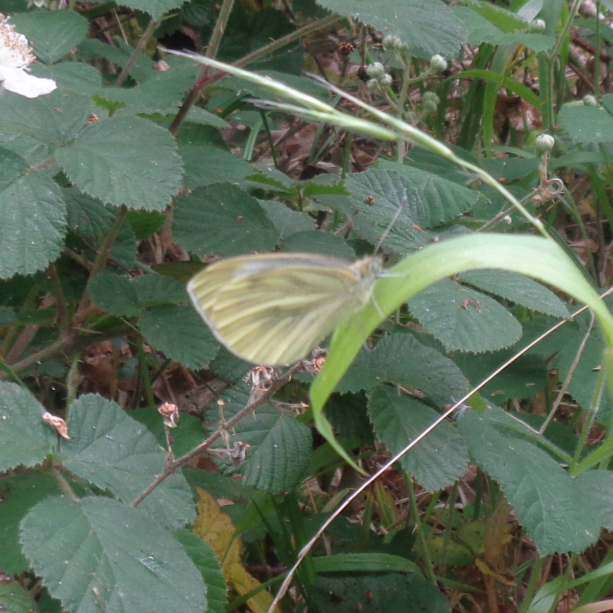 HelenRo88542779's tweet photo. It may be cloudy but lots of butterflies about on my walk today, especially ringlets and skippers. #AfterWorkWalk #butterflies #woods #walking #NaturePhotography #wellbeingweek https://t.co/mQp8P2svot