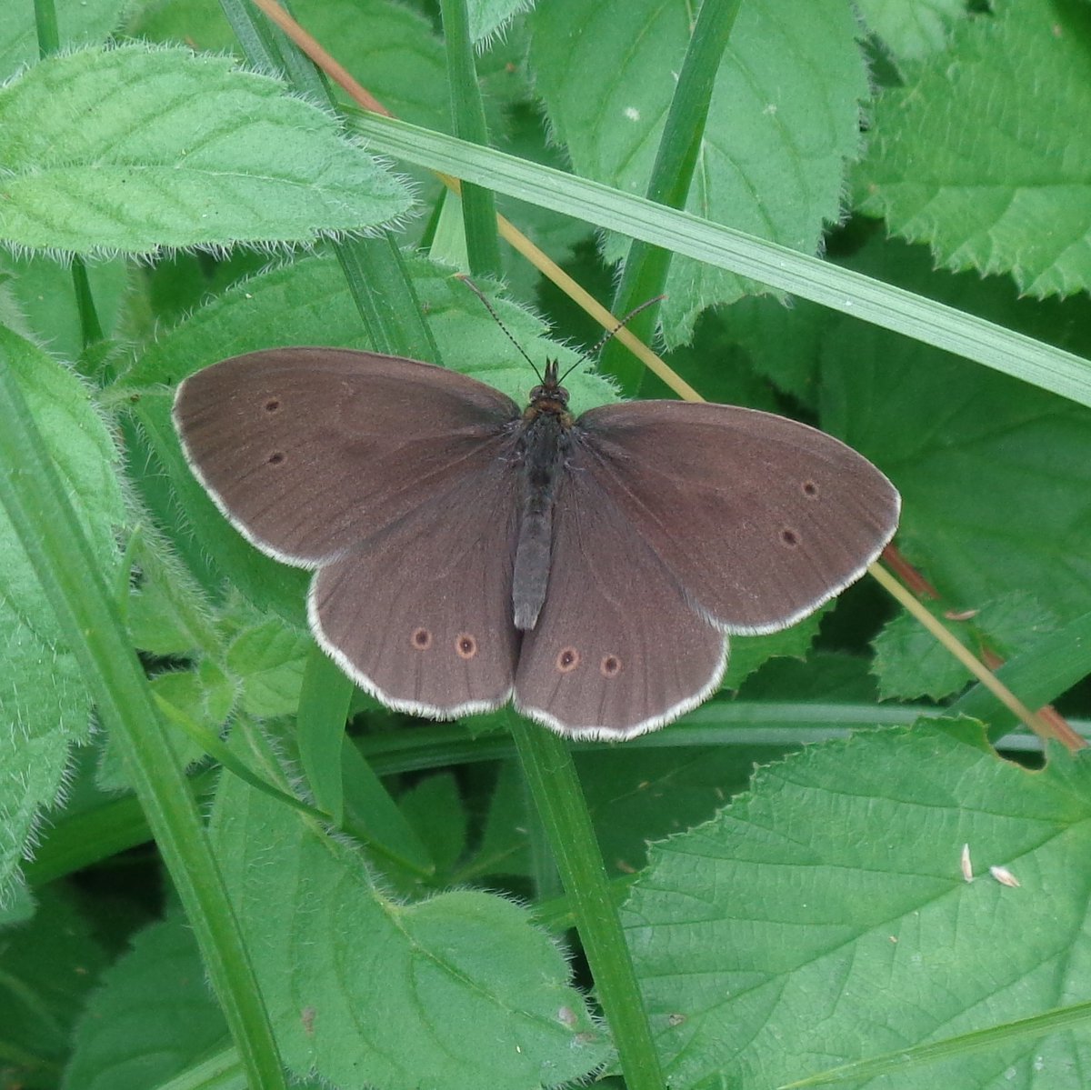 It may be cloudy but lots of butterflies about on my walk today, especially ringlets and skippers. #AfterWorkWalk #butterflies #woods #walking #NaturePhotography #wellbeingweek