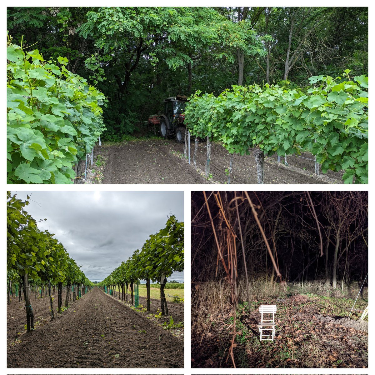 WeinHaider's tweet photo. Unser mystischer Waldweingarten. Hauptbestandteil von unserem frisch-fruchtigen Welschriesling. 🌱🥂
https://t.co/KpMv5qonE8

#wald #weingarten #sommer #welschriesling #illmitz #burgenland #nationalpark #wein #nationalparkneusiedlersee #nature #mystic #weinbau #weinhaider https://t.co/5jINxHHt5V