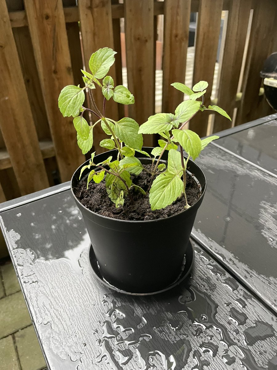 linamag007's tweet photo. I’m Happy! The little basil plant has survived. I need to learn how to take better care of plants! https://t.co/jeIFFS6s4t