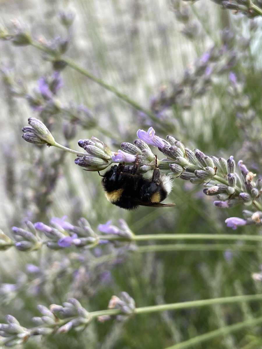 This is a bee, in the early morning, fast asleep on a lavender flower.