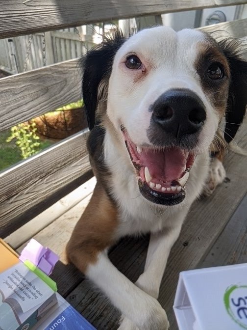 In my summer office with the best work buddy.